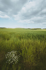 Wall Mural - pylons on the field in the foreground daisy flowers