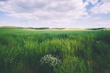 Wall Mural - pylons on the field in the foreground daisy flowers