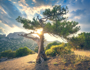 Wall Mural - tree at sunset. summer landscape with old tree with green leaves in mountain forest. beautiful scene