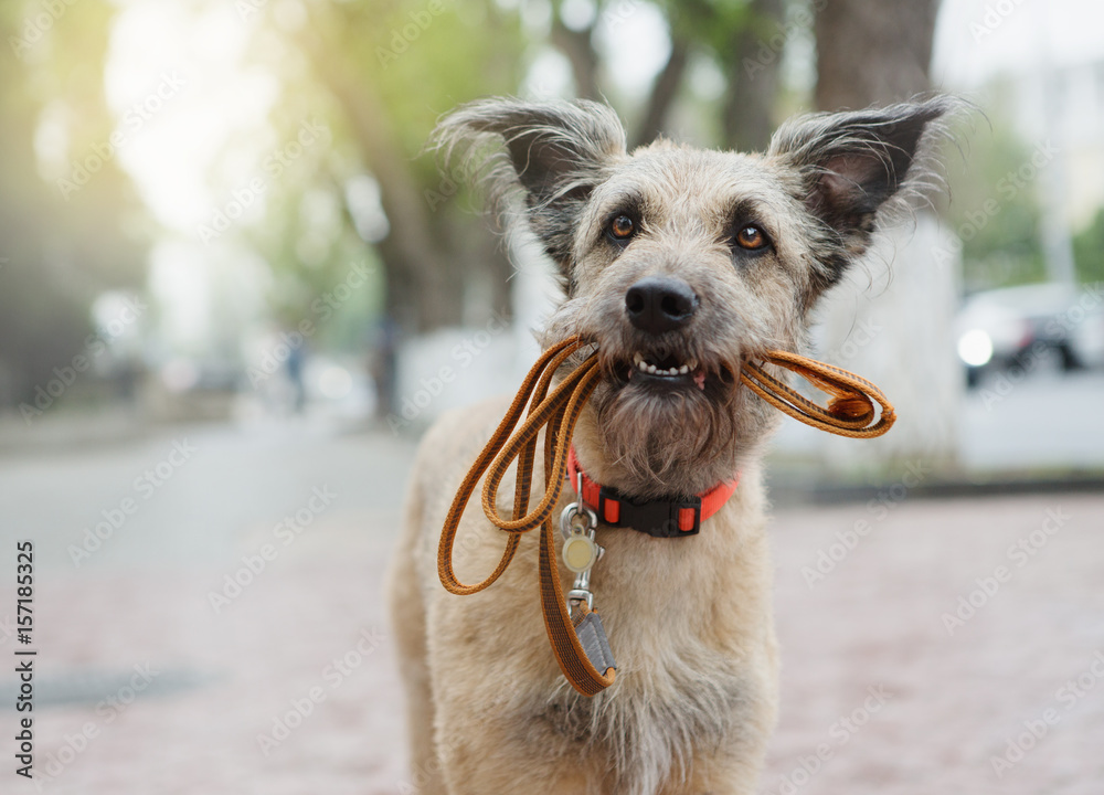 A funny dog with sad eyes is holding a leash in his mouth and waiting in the street for his master.
 - obrazy, fototapety, plakaty 
