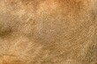 Real lion skin texture