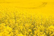 Yellow Rapeseed Field Background. Field Of Bright Yellow Rapeseed In Spring. Rapeseed, Brassica Napus, Oil Seed Rape