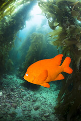 Garibaldo swimming through kelp