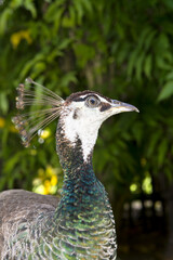 Peacock hen