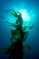 Giant kelp