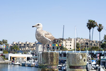 Seagull Resting On Boardwalk Post