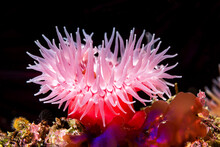 Red Sea Anemone On Reef
