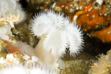 Wall Mural - White plume anemone