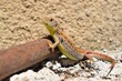 Lizard Lacerta agilis Jaszczurka Zwinka 