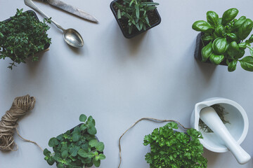 Wall Mural - Fresh herbs on the gray background, top view. Rustic background with copy space