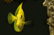 Yellow tang frontal view showing one of the fins looking elegant next to the live rock in reef tank