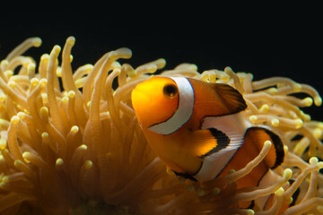 Close up view of cute  percula ocellaris clown-fish in soft coral hosting and protecting its home