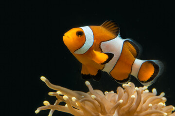 False percule clown fish above its host coral looking uup with red vibrant colors