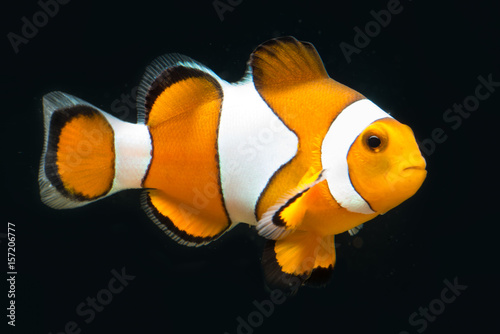 Fotografía True percula isolated and posing in front of black background in exotic saltwate