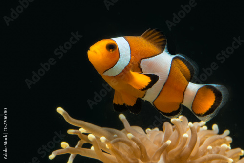 Fotografie, Tablou False percule clown fish above its host coral looking uup with red vibrant color