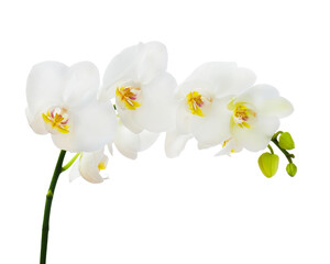 Delicate orchid branch blossoming with large white flowers isolated on white background. Blooming twig of Phalaenopsis orchid flower.