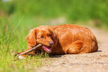 Wall Mural - Nova Scotia Duck Tolling Retriever on a forest path