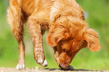 Nova Scotia Duck Tolling Retriever on a forest path