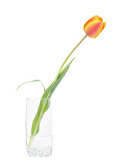 Wall Mural - Tulip