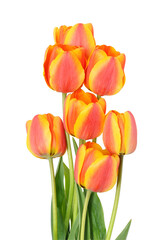 Wall Mural - tulips