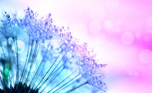 Abstract Background With Dandelion Blowing In Dew Drops