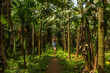 © allenkayaa - Young woman in the jungle in tropical spice plantation, Goa, India