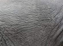 Elephant Skin Texture Abstract Background.