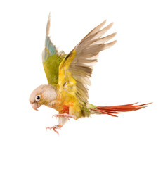 Canvas Print - flying Green-cheeked parakeet