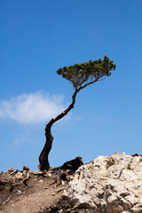 Wall Mural - Lonely tree