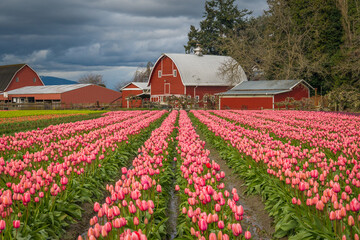 Rows of bright tulips in a field. Beautiful tulips in the spring. Variety of spring flowers blooming on fields. Skagit, Washington State, USA.