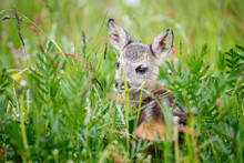 Young Wild Roe Deer In Grass, Capreolus Capreolus. New Born Roe Deer, Wild Spring Nature.