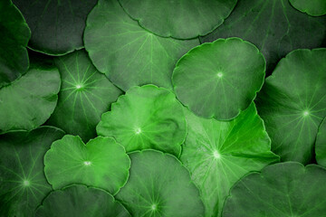 Wall Mural - close up the circle green leaf decoration as abstract green background from centella asiatica ,fresh