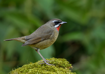 Canvas Print - Siberian Rubythroat (Calliope calliope) beautiful brown bird with velet red neck perching on mossy ground showing its side feathers profile, exotic nature