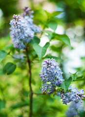 Wall Mural - Lilac bush blooming