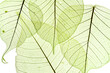 © Vera Kuttelvaserova - a leaf texture close up