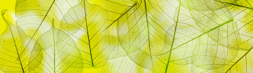Wall Mural - a leaf texture close up