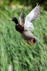 Drake mallard duck in flight