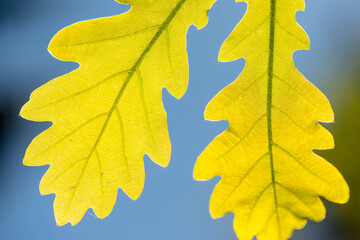 Poster - Young oak leaves against the sky