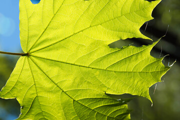 Poster -  Young maple leaf