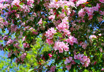 Wall Mural - branch of a blossoming tree