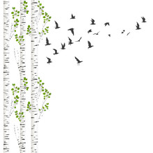 Background With Birch Trees And Birds