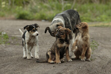Three Funny Pooch Puppies With Their Mom At Nature