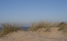 Dunes At The Coast Of Belgium
