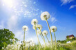 Lot of dandelions close-up on nature in spring against backdrop of summer house and blue sky. The wind blows away seeds of dandelions, template for summer vacations on nature.