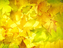 Autumn Background With Set Of Glowing Orange And Yellow Leaves Close-up Macro. Template For Autumn, Texture Of Beautiful Leaves.