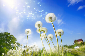 Fotomurales - Lot of dandelions close-up on nature in spring against backdrop of summer house and blue sky. The wind blows away seeds of dandelions, template for summer vacations on nature.