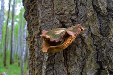 Orange Polypore With Lichen On Birch Bark In Siberian Taiga Forest. Blur Background.