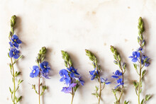 Six Blue Wildflowers