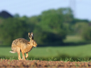 European brown hare, Lepus europaeus