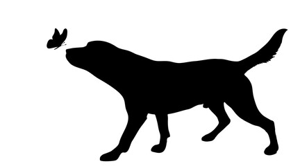 Wall Mural - Vector silhouette of dog with butterfly on white background.